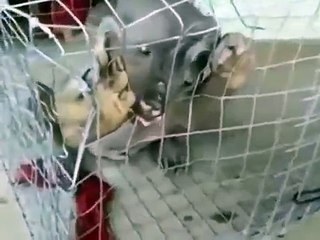 Fake or Real You Have Decide