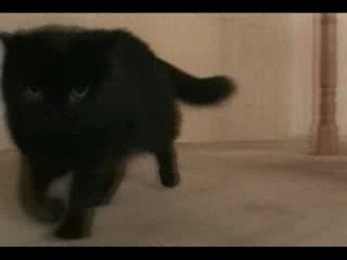 Cat chasing camera
