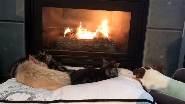 A l'heure du repas les chats sont plus réactifs que les chiens... La preuve!