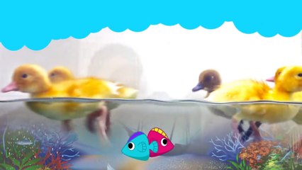 เพลงเป็ด และเพลงเด็กอนุบาล 7 นาที