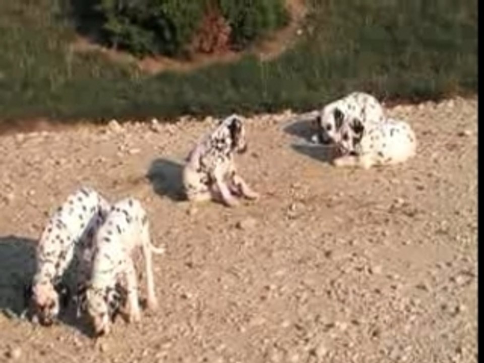 Portée All my Pride / chiots de 8 semaines