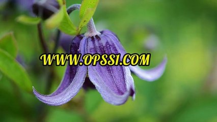 전주 OPSS1(닷컴) 전주