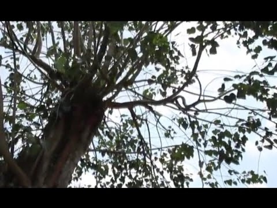 LOGAMATHA The Album