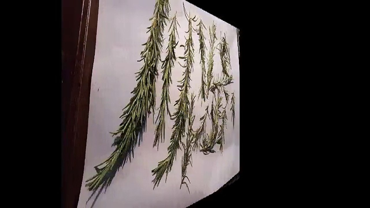 Cool Weed Grinder Set for Herb, Spice & Tobacco including- Large, 4 pieces