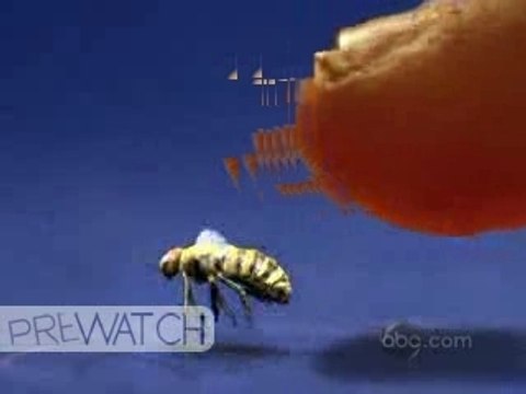 Pushing Daisies Promo Buzz