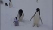Nos potes les pingouins sont aussi des comiques - Compilation