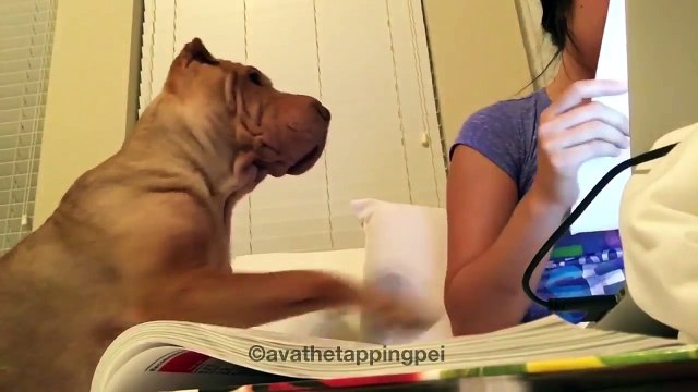 Hey ho je suis là... Trop mignon le chien