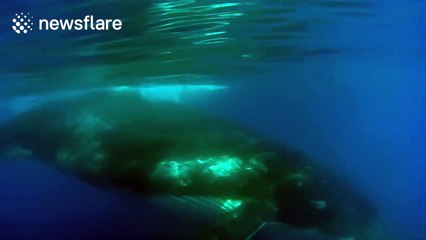 Humpback whale filmed doing a pirouette