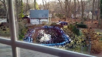 Des milliers d'oiseaux envahissent le jardin d'un homme !