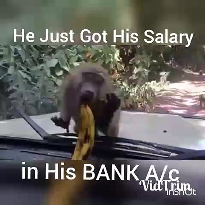 funny videos