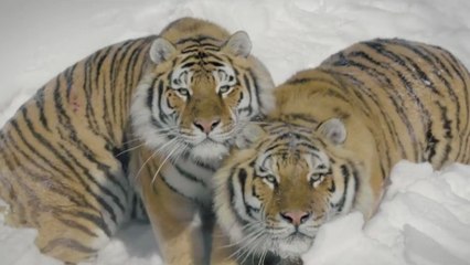 Des tigres dans la neige filmés par un drone