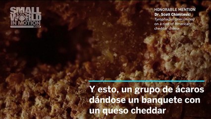 Los mejores vídeos científicos de 2016