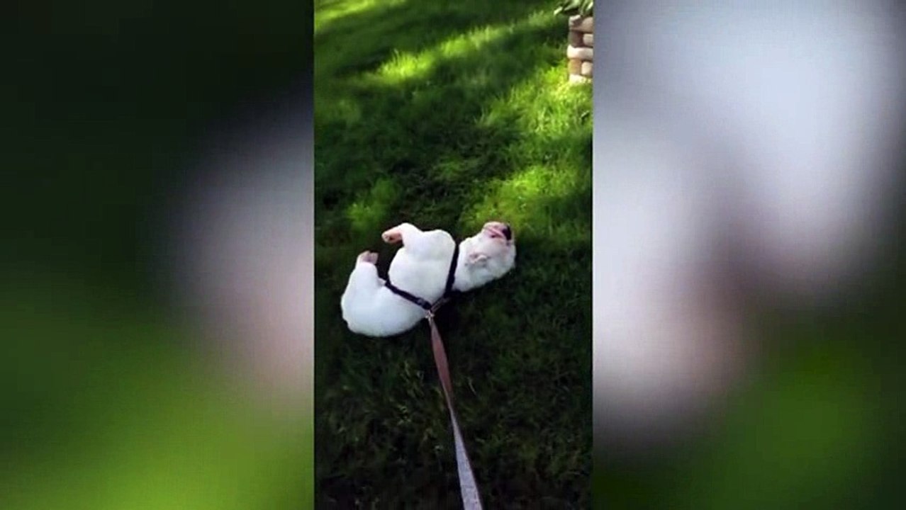 funny videos clips-relax_13