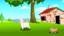 Classic Rhymes from Appu Series - Nursery rhyme - Mary Had A Little Lamb