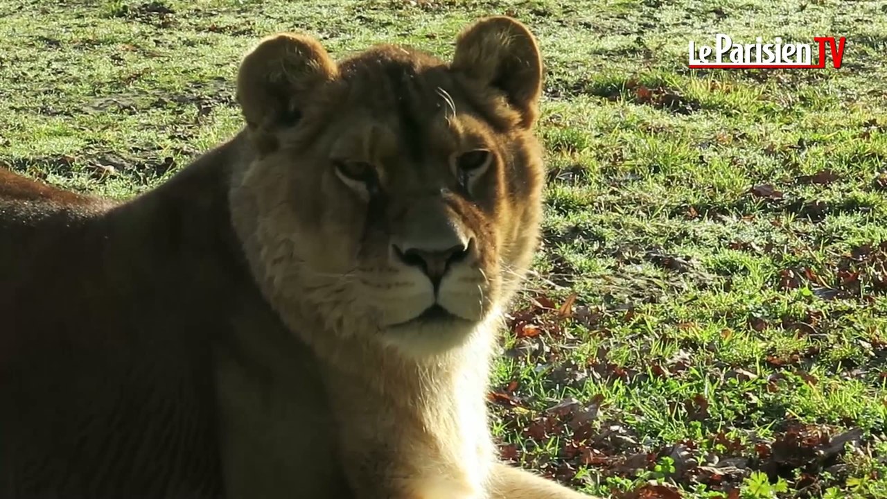 Férolles-Attilly : retour à la vie pour les félins du zoo