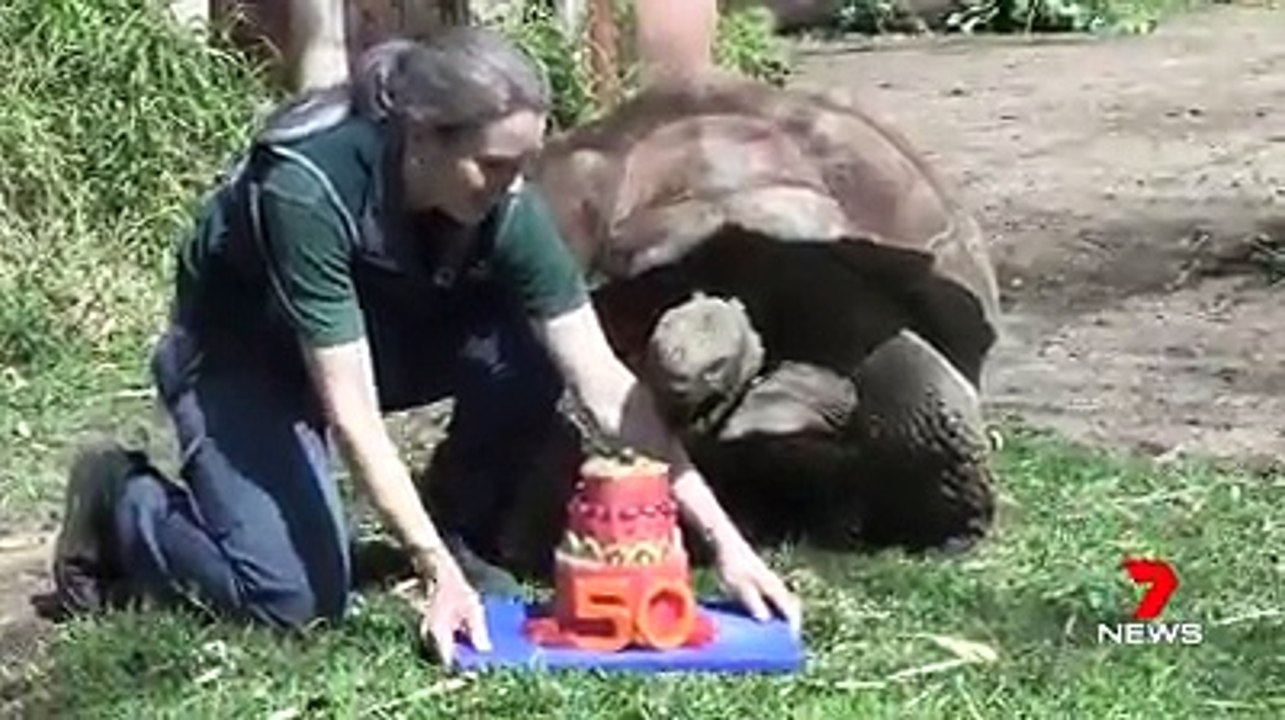 50 years old Birthday a Big Turtle