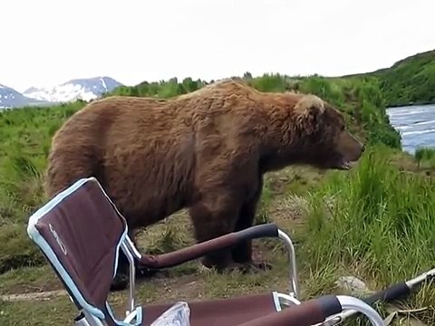 Un ours veut squatter avec un pêcheur