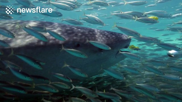 Whale shark surfing on a school of fish