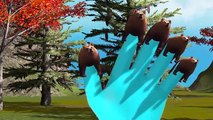 Bear Animal Finger Family 3D Animated Top Rhymes For Children | Animal Finger Family Rhymes