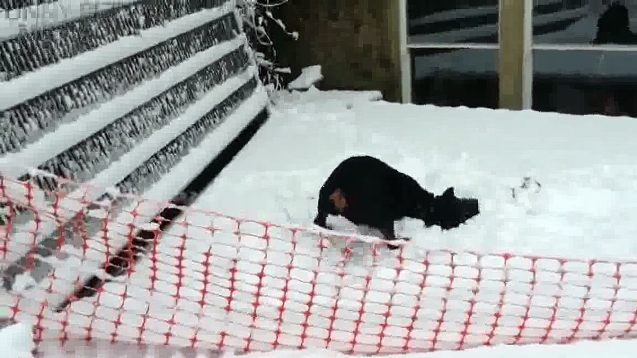 DOGS IN SNOW Dogs Discover SNOW