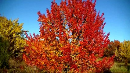 Fall Colors Minnesota new