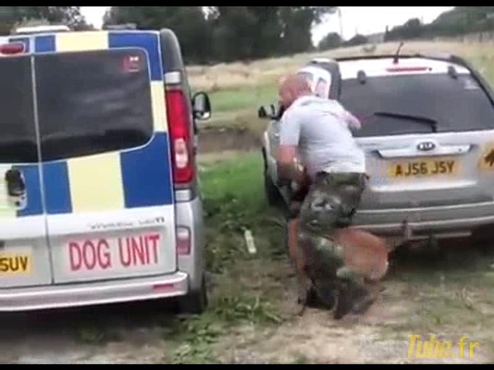 Ce chien bien formé