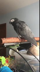 Un perroquet imite le son de « Ok Google »