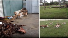 Dono descobre a forma ideal de colocar os seus cães beagles a fazer exercício físico