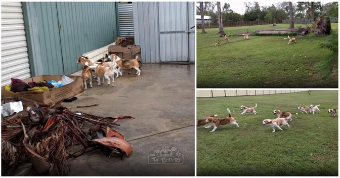 Dono descobre a forma ideal de colocar os seus cães beagles a fazer exercício físico