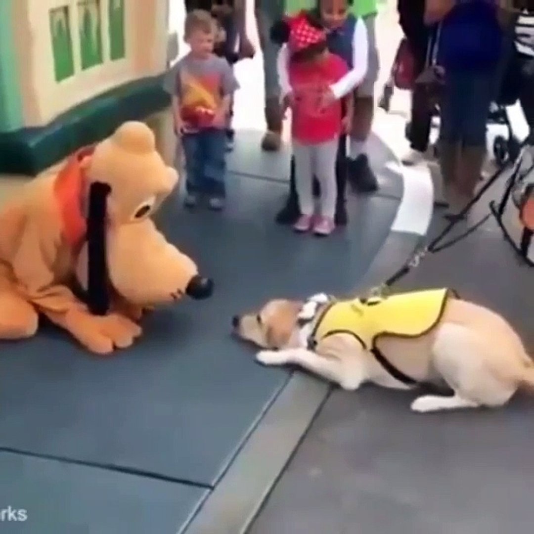 ⁣Funny animal videos, Funny pets video
