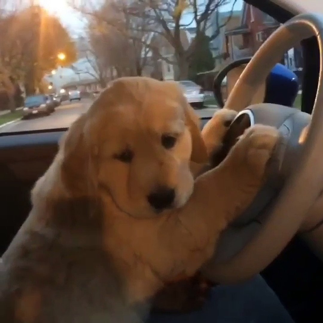 ⁣Funny animal videos, Funny pets video
