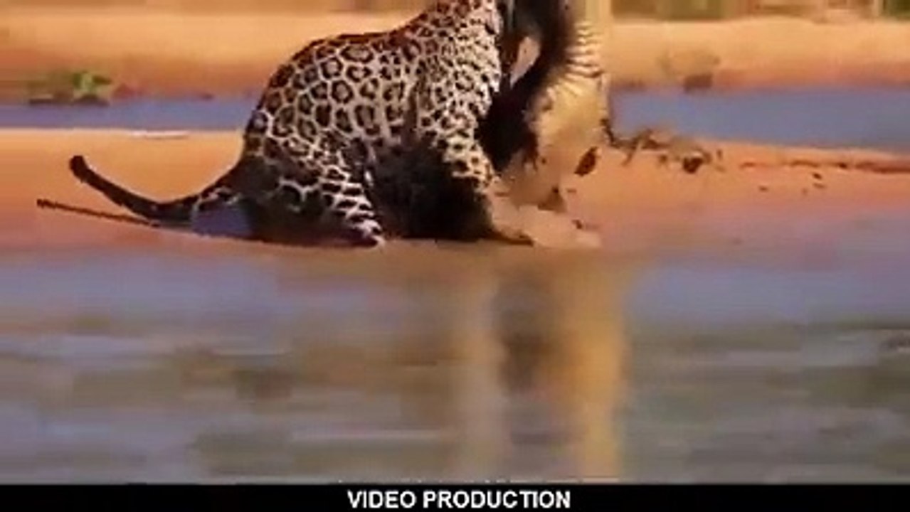 fight wild animals in the wild