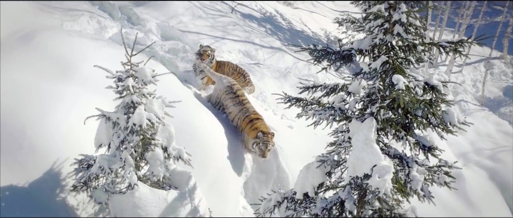 Un drone capture un moment incroyable : deux tigres en train de jouer dans la neige