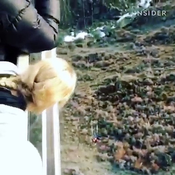 mp4(4)
