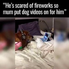 DOG WATCHING VIDEOS VERY CAREFULLY