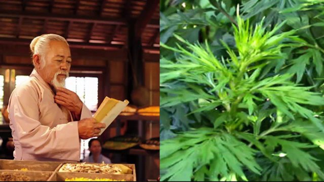 CÂY THUỐC NAM: CÂY NGẢI CỨU,CÔNG DỤNG CHỮA BỆNH TỪ NGẢI CỨU