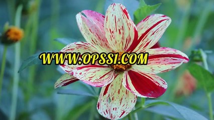 양산안마 OPSS1(닷컴) 오피에스