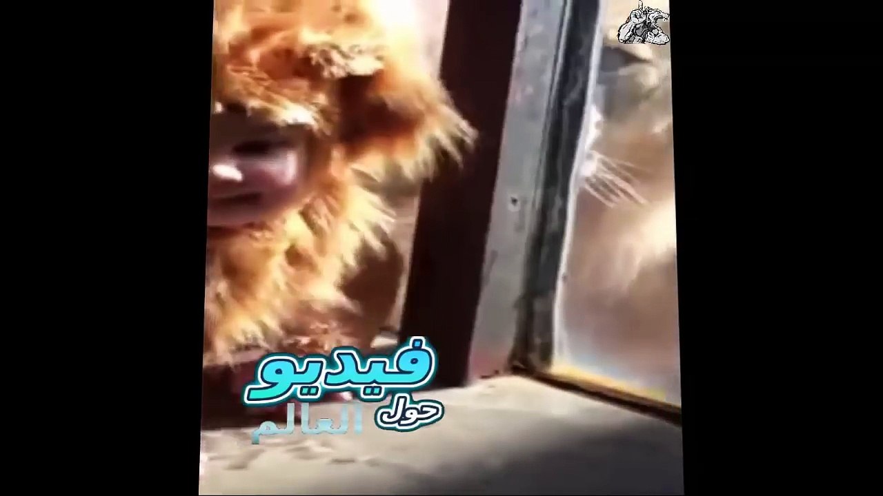 طفل يرتدي زي اسد شوف رد فعل الاسد