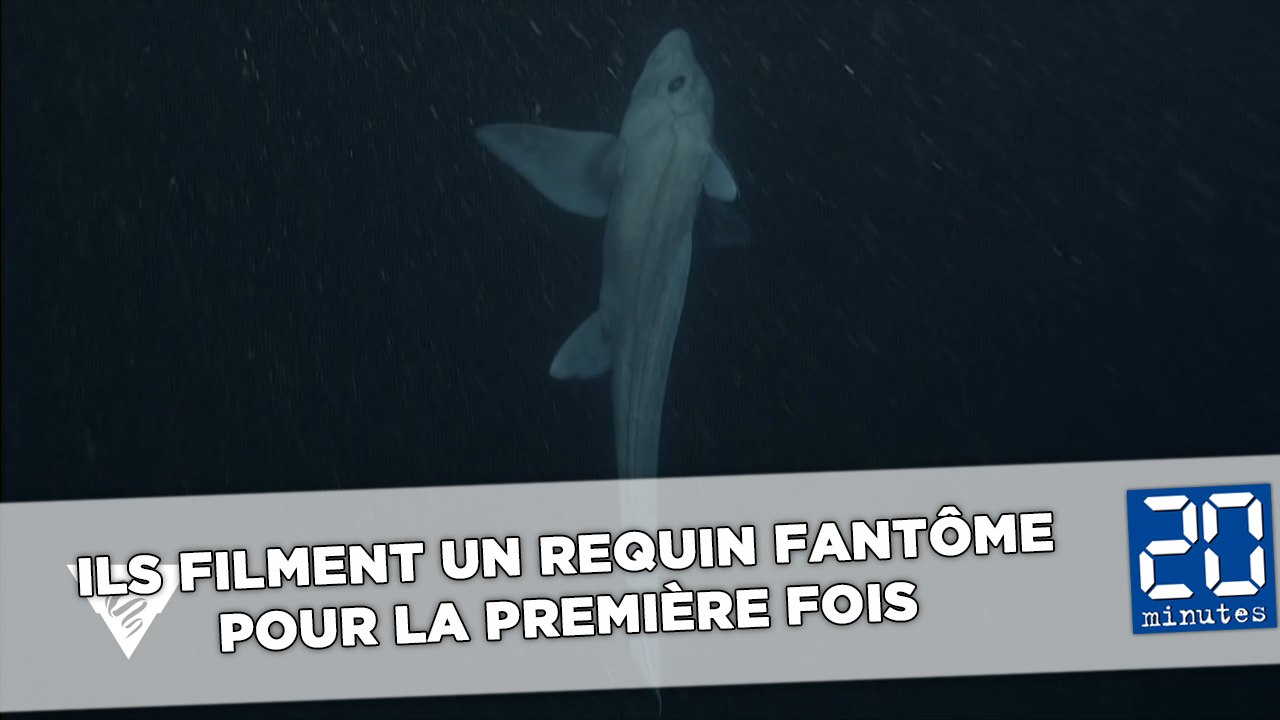Ils filment un requin fantôme pour la première fois