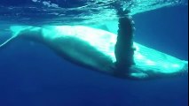 Incredible Footage of Baby Humpback Whale Playing Underwater 2016