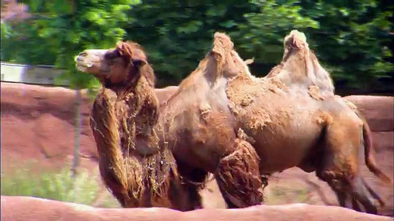 Animal Atlas, Animals of Asia