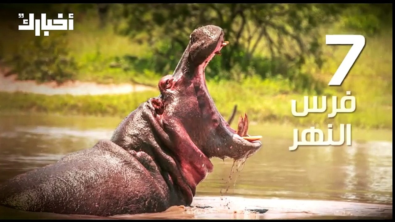 إذا قابلت أحدهم فليس أمامك سوى خيارين  الركض أو الإختباء.. تعرف على أخطر 10 كائنات على وجه الأرض