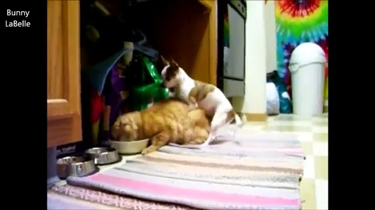 Mating FAIL COMPILATION 2014 ★ CATS vs DOGS (18+) - الحيوانات الجنس