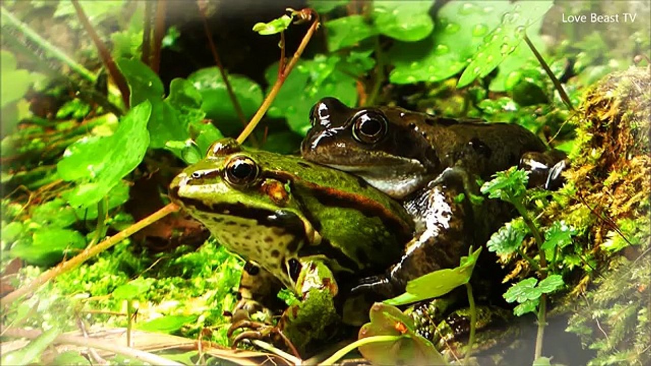 The Evil MONSTER & the Innocent LADY (18+) - MATING FROGS - Amor Animal - الحب الحيوان