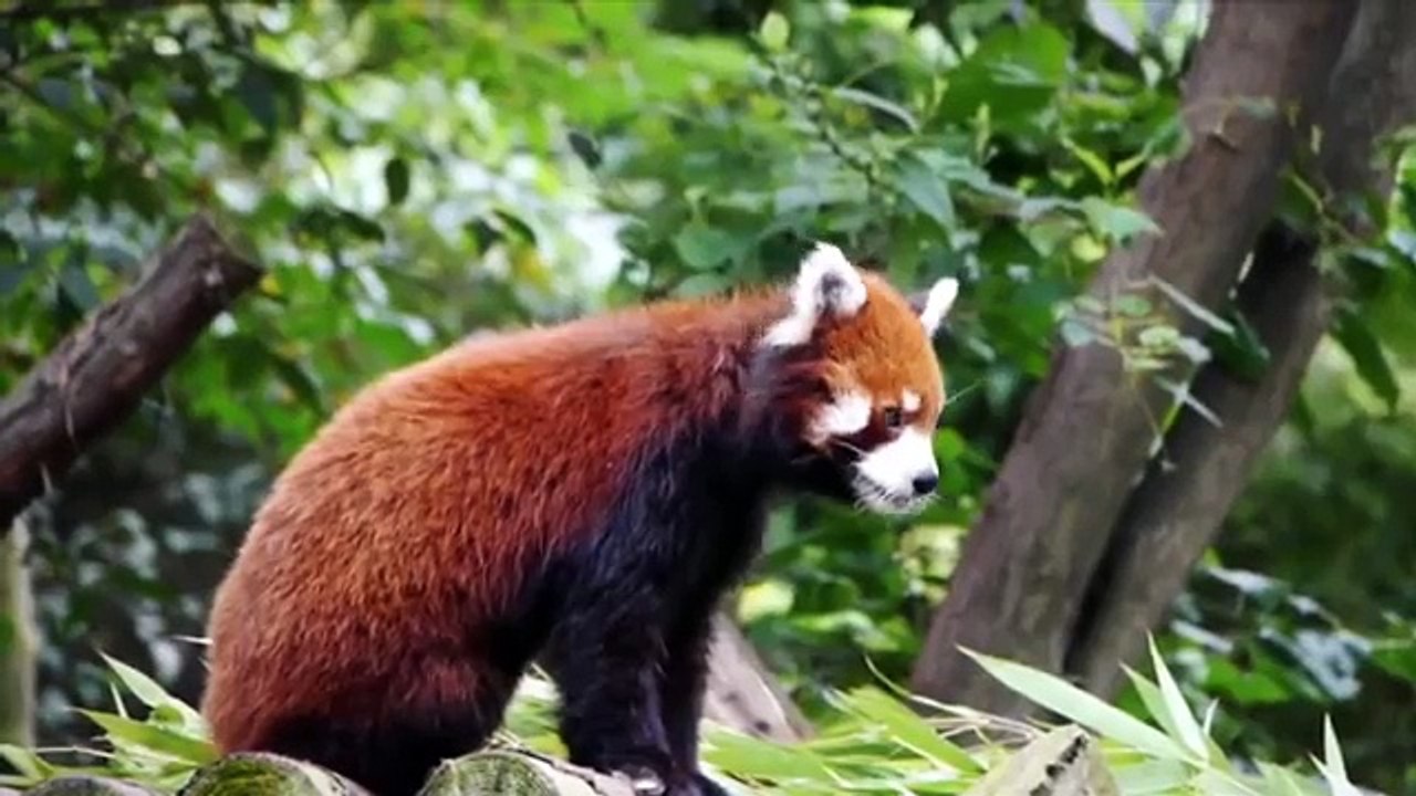 Animal Atlas, One of a Kind Animals