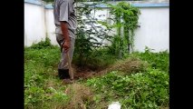 Shirish tree collection, branch pruning and potting for bonsai