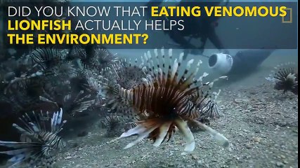 شاهد    كيف يتم اصطياد وطهي سمكة (الاسد)