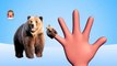 Lets Learn Finger Family Song with Bear, Finger Family Bears, Kids Fun Learning Videos