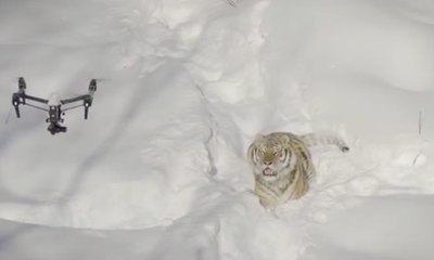 De magnifiques images de tigres filmées avec un drone !