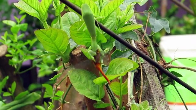 Belalang Sembah vs Capung - Praying Mantis Fight and Eating Dragonfly